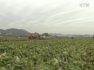 농협, 배추 1천톤 30% 할인 판매