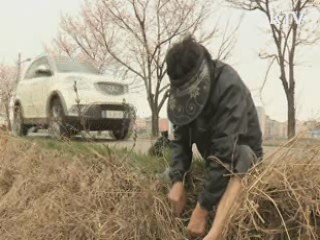 도로·하천변 봄나물 '주의'…중금속 수치 높아