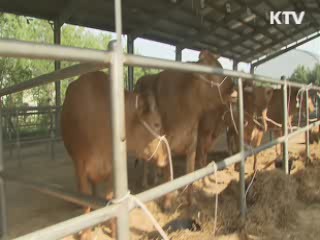 '완벽한 초기 대응' 구제역 가상 방역 훈련