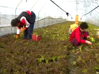박홍수 농림부 장관, `농촌형 특별소득대책 마련`