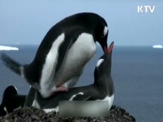 우리나라가 남극 '펭귄마을' 지킨다