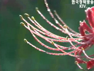 꽃 무릇(상상화) 타오르는 선운산 가을