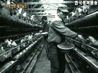 해군원양 훈련단 하와이 도착('62) 이미지