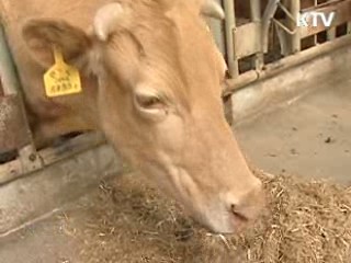 안동 한우농가 2곳 구제역 의심신고