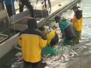 연어가 돌아왔다