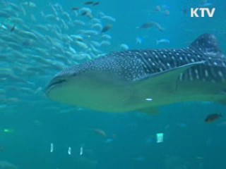 KTV NEWS 13 (93회)