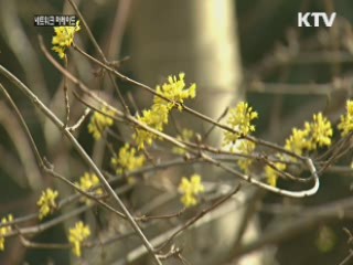 제주에 찾아온 봄... 봄기운 만끽