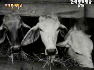미국에서 소 168두 도착(`57) 이미지