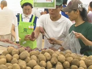 "올해 김장철 채소류 안정적 수급 전망"