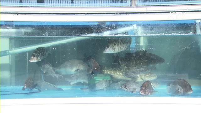 다금바리 '싹쓸이'…불법 포획 일당 검거