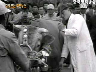 극동종합체육관 개관, 부산(`70) 이미지
