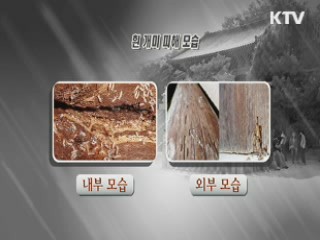 범어사도 '흰개미' 피해…목조문화재 긴급 방제