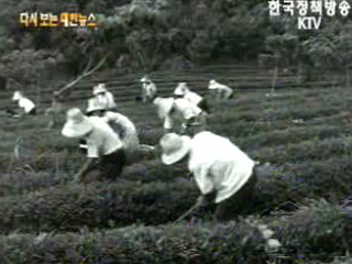 홍차 재배, 전남 보성(`68) 이미지