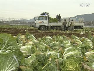 서울시, 시중가 70% 배추 공급 개시