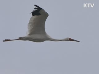 제주 찾은 '귀한 손님'