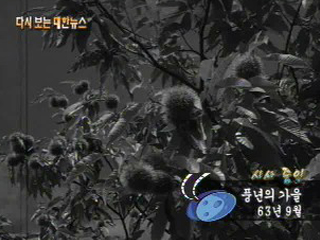 풍년의 가을('63) 이미지