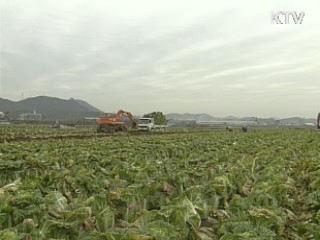 농협, 배추 1천톤 30% 할인 판매