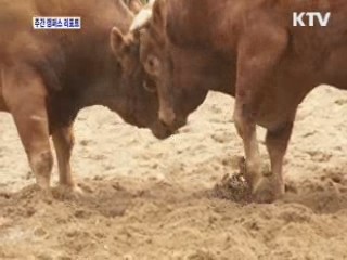 '진주 소싸움'에 관광객 몰린다