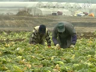 당정, 배추 매점매석 단속 강화