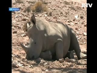 남아공은 지금 '코뿔소 밀렵'과 전쟁중