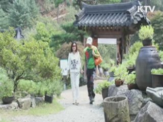 국내 자생 들국화 45종 전시 [국민리포트]