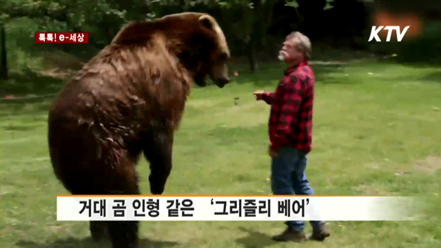 거대 곰 인형 같은 '그리즐리 베어' [톡톡! e 세상]