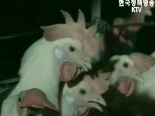 조류인플루엔자 의심 바이러스 발견