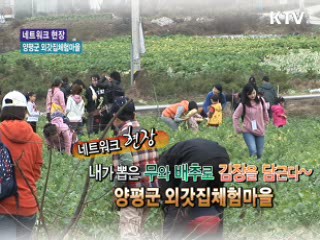 내가 뽑은 무와 배추로 김장을 담근다~ 양평군 외갓집체험마을 [네트워크 현장]