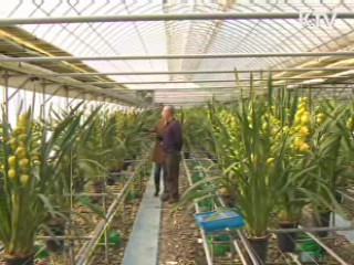 국산 난 '심비디움' 중국 대륙 사로잡다