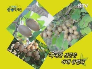 국내산 신품종 다래 삼형제