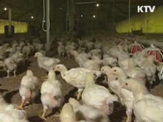 '축산업 허가제' 도입···방역 활동 의무화