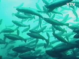 FTA 시대, 수산물 수출 집중 육성