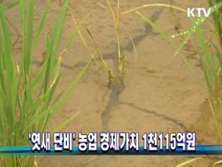 '엿새 단비' 농업 경제가치 1천115억원