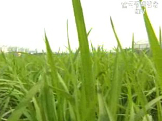 고품질.브랜드 쌀 생산 추진본부 설치