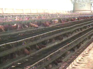 한명숙 총리 `익산 AI피해 적극 지원`