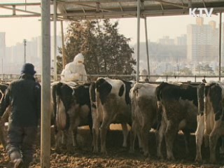 구제역 재발 방지···선제 방역 '총력'