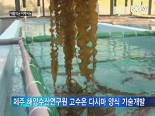 다시마 양식기술 개발 '어민 희소식'