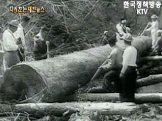초석루 재건용 거목 운반('59) 이미지