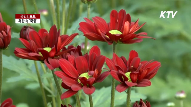 한겨울 국화 수확으로 갑오년 연다 [국민리포트]