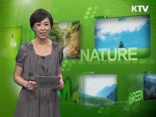 산림청 '소나무림 가뭄피해 종합대책' 추진