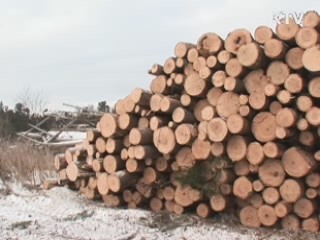 러시아 내 탈북 벌목공 8명 국내 입국