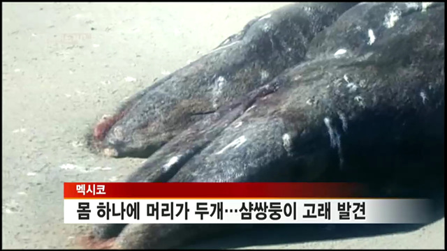 몸 하나에 머리가 두개…샴쌍둥이 고래 발견 [세계 이모저모]