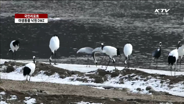 동물 낙원 DMZ, 서식 환경 훼손 [국민리포트]