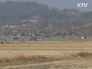 겨울 철새 개체 수 늘었다