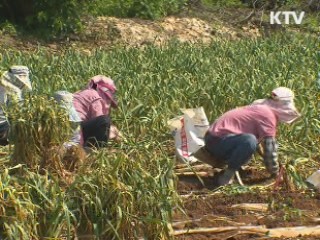 한중 FTA 예외 농축수산물 선별작업 착수