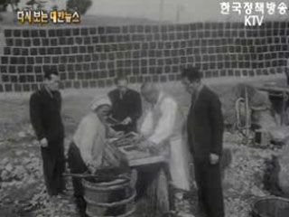 해태 재배('65) 이미지