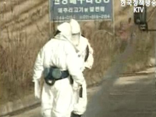 김제 AI 가축 36만여 마리 매몰처분