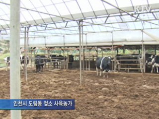 유산균 미생물로 구제역 예방
