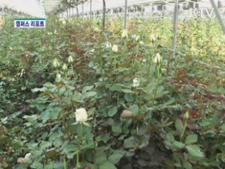 신품종 개발, 농가 로열티 부담 덜어 [캠퍼스 리포트]