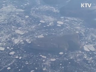 북극 종합정책 추진···"극지 선진국 도약"
